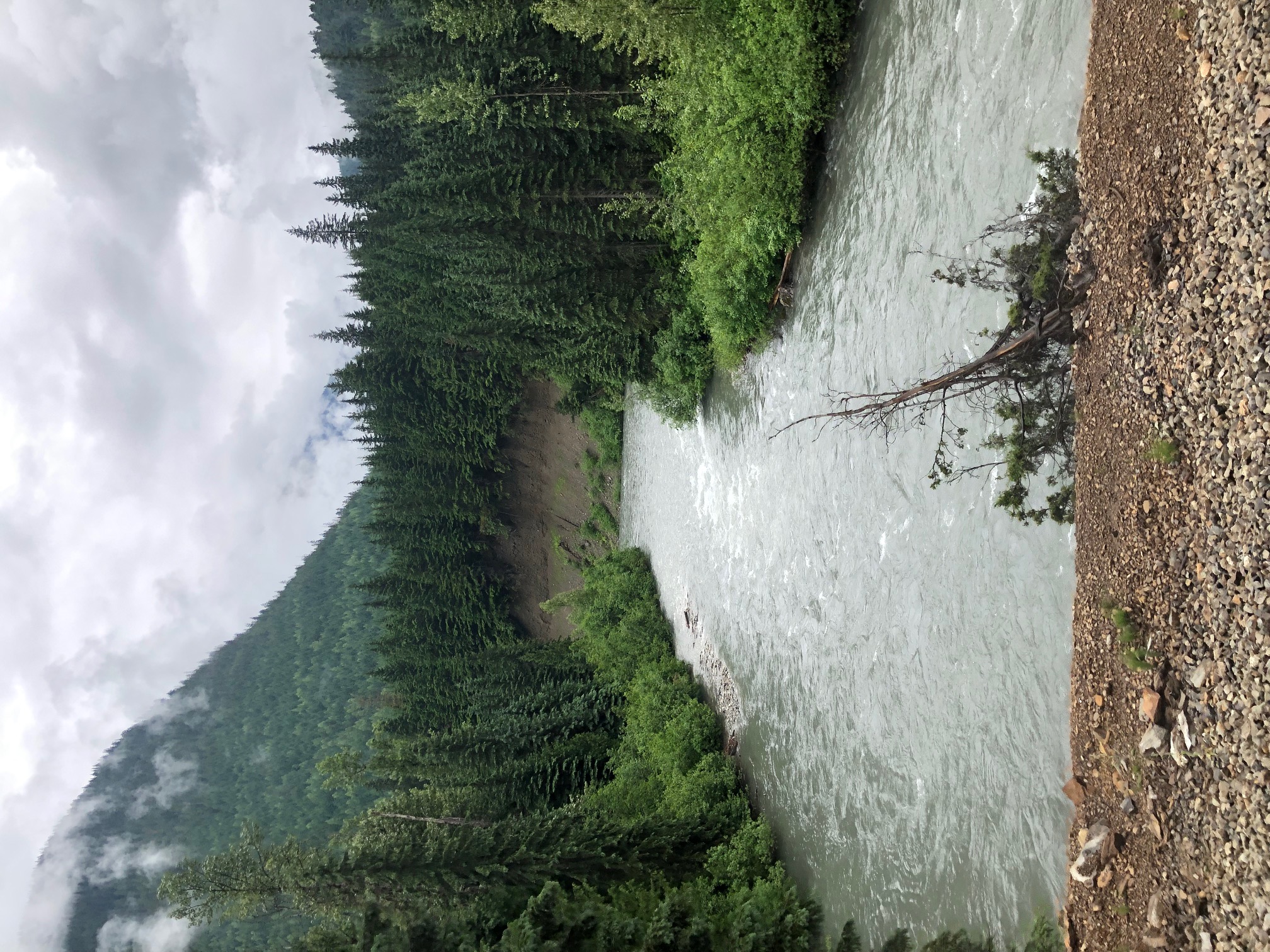 Banff trees